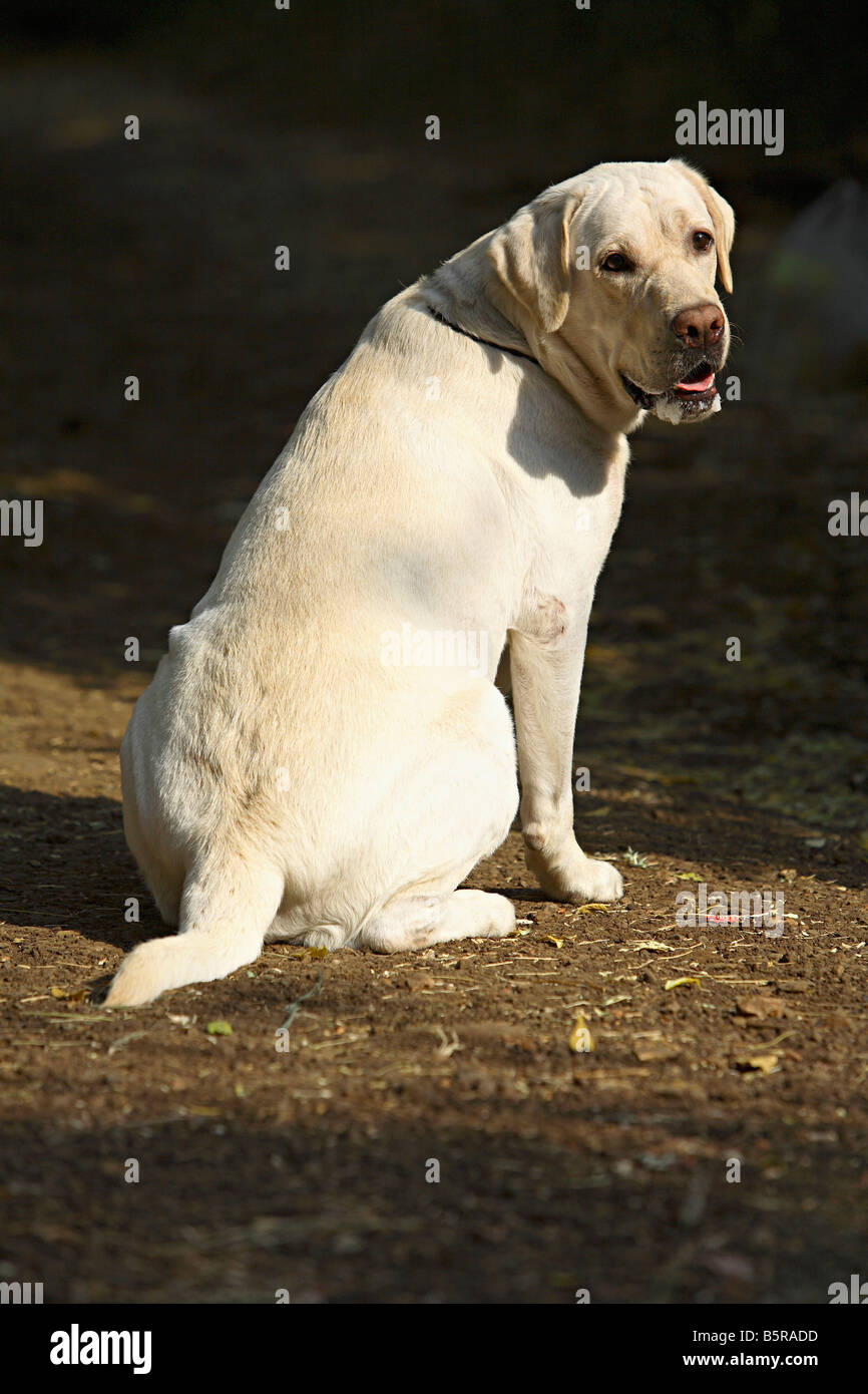 Il Pet Labrador, maschio Foto Stock
