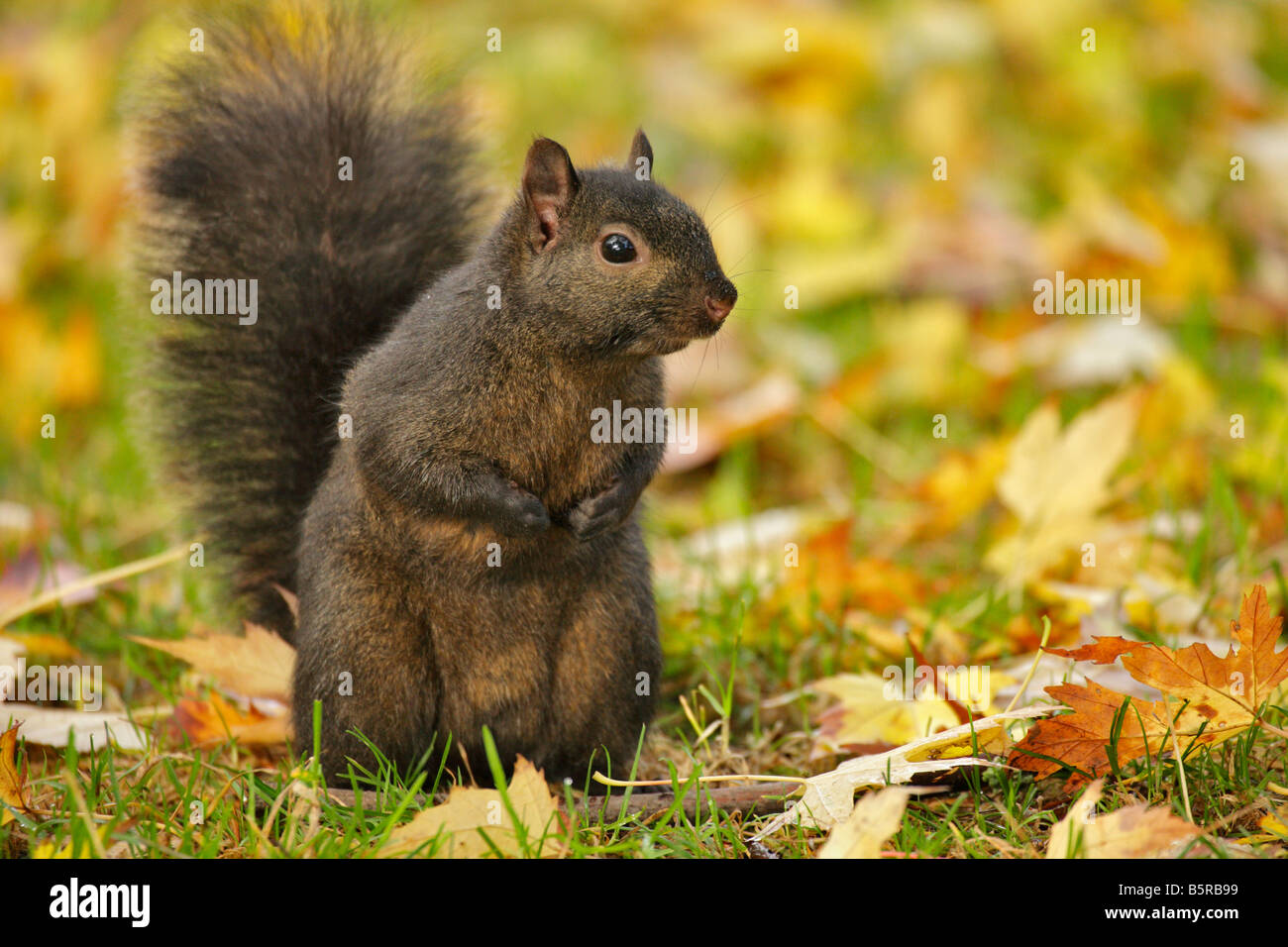 Scoiattolo nero sub specie di scoiattolo grigio in foglie in autunno Victoria British Columbia Canada Foto Stock