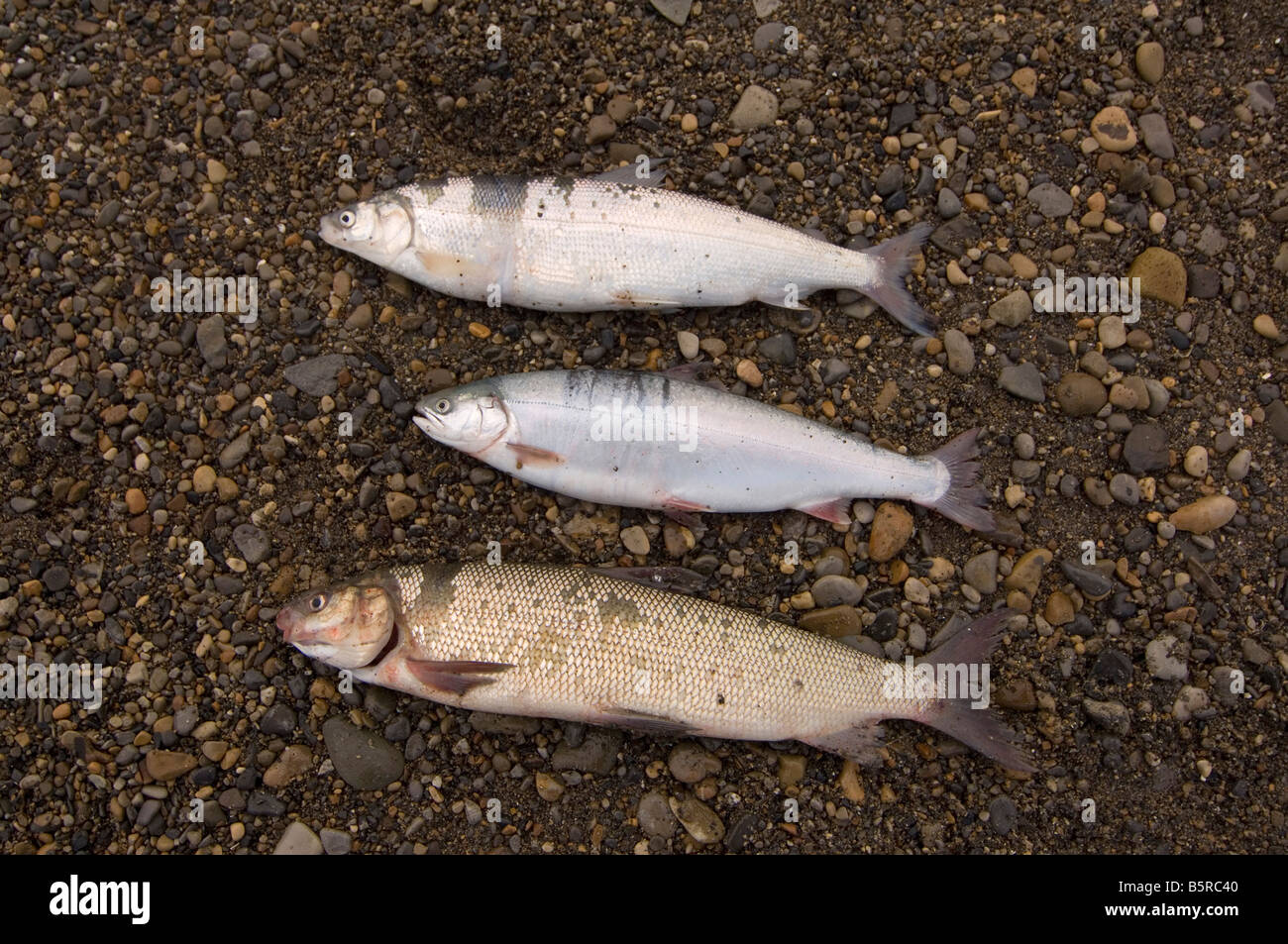 Salmerino alpino cisco ampia coregone pesce Foto Stock