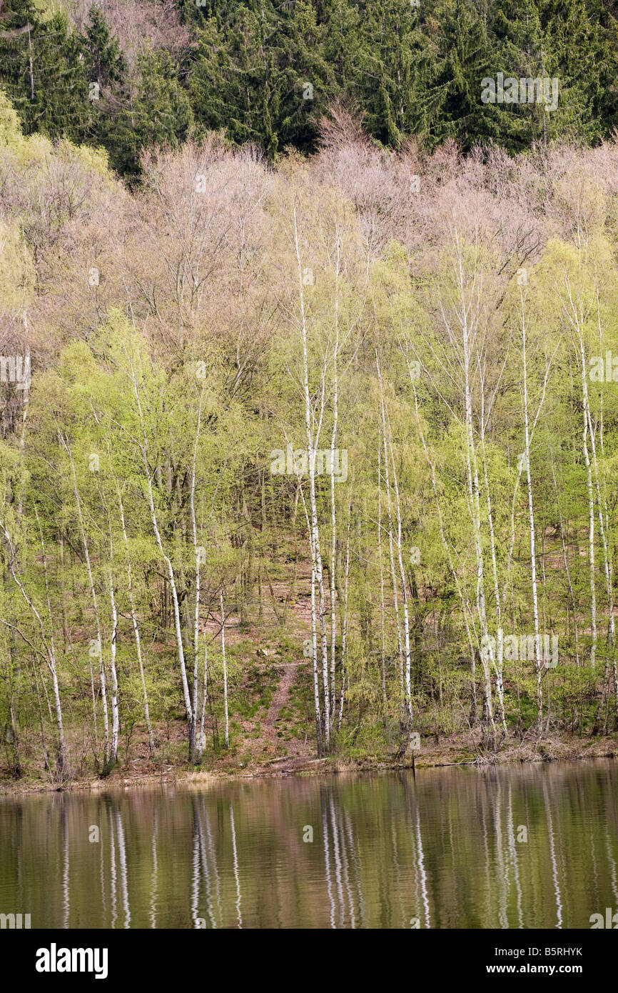 Alberi sulla riva del Danubio giovani Foto Stock