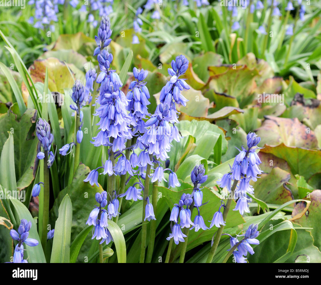Scilla Bluebell Squill 'campanulata' Foto Stock