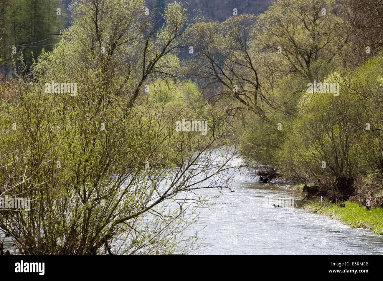 Alberi sulla riva del Danubio giovani Foto Stock