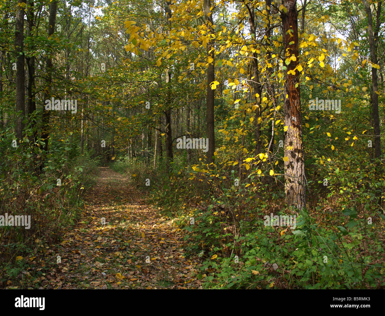 La strada nella foresta autunnale Foto Stock