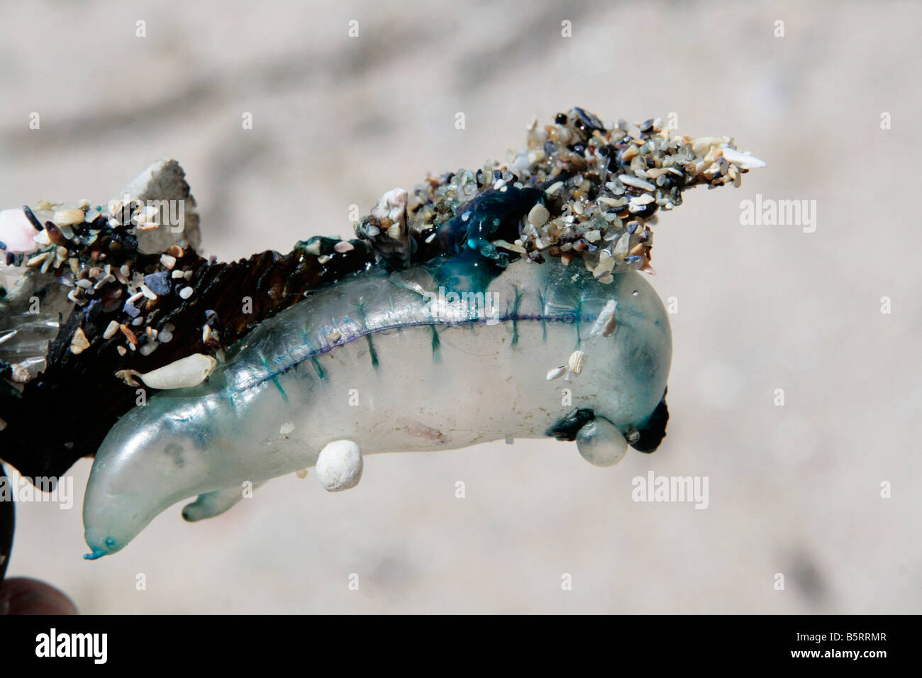 Bluebottle portoghese o uomo di guerra Foto Stock