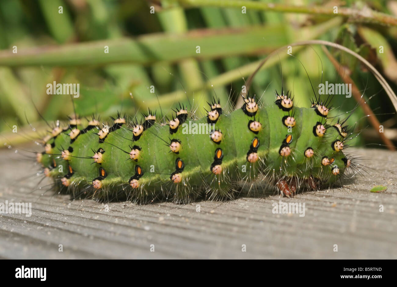 L'imperatore Moth caterpillar Saturnia pavonia Foto Stock