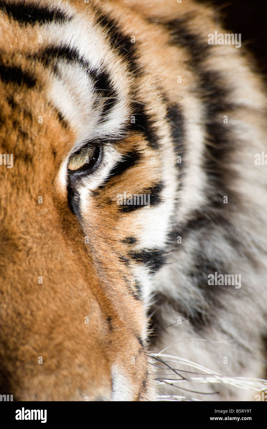 Siberiano o tigre di Amur Panthera tigris altaica occhio Cina Foto Stock