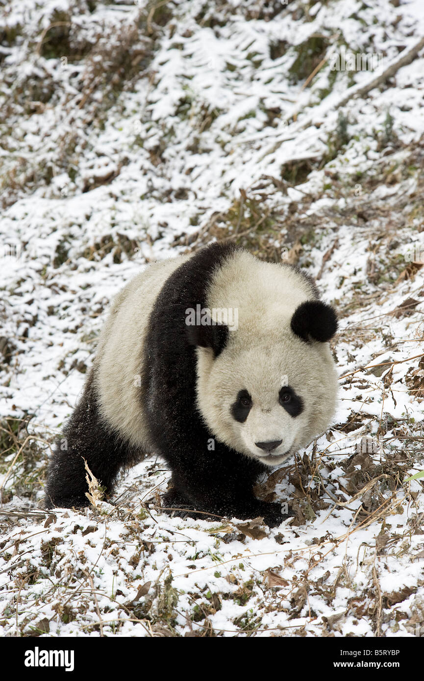 Panda gigante Ailuropoda melanoleuca passeggiate sulla neve percorso coperto Wolong Cina Sichuan Foto Stock