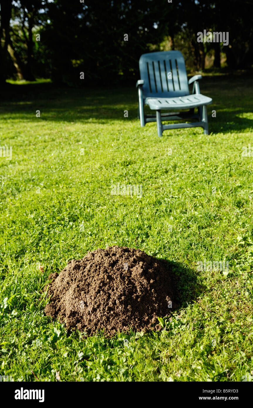 Molehill in un giardino prato Foto Stock