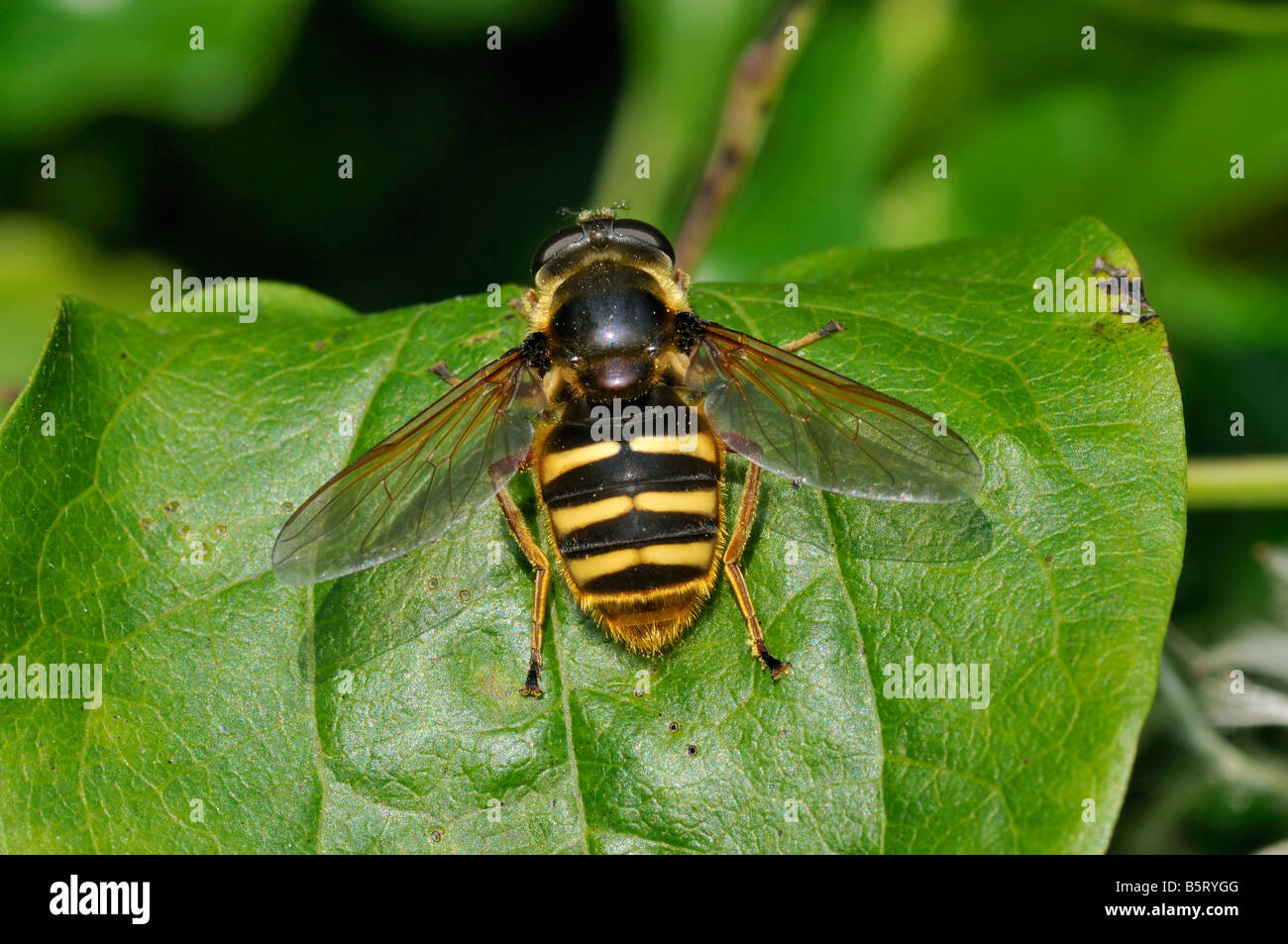 Hoverfly Sericomyia silentis femmina Foto Stock