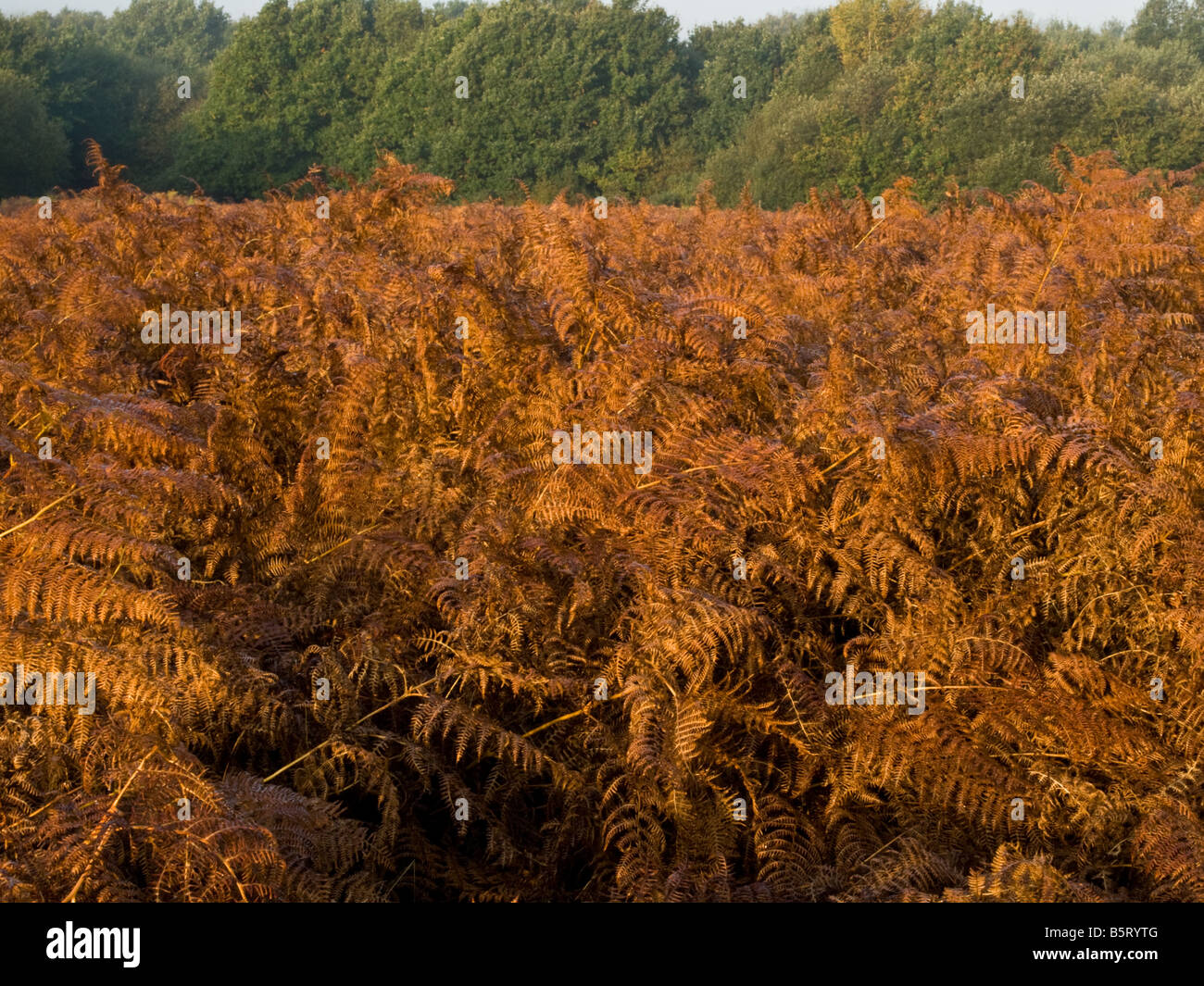 Un campo di colore dorato Foto Stock