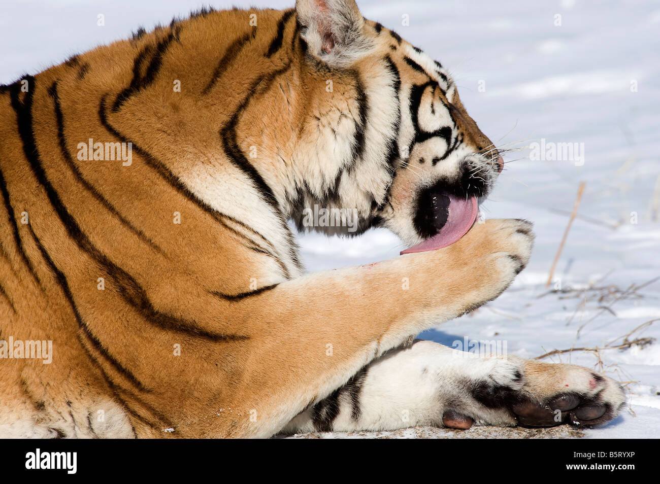 O di Amur tigre siberiana o Amur tigre siberiana Panthera tigris altaica toelettatura mediante leccamento fur sulla paw in Cina Heilongjiang Foto Stock