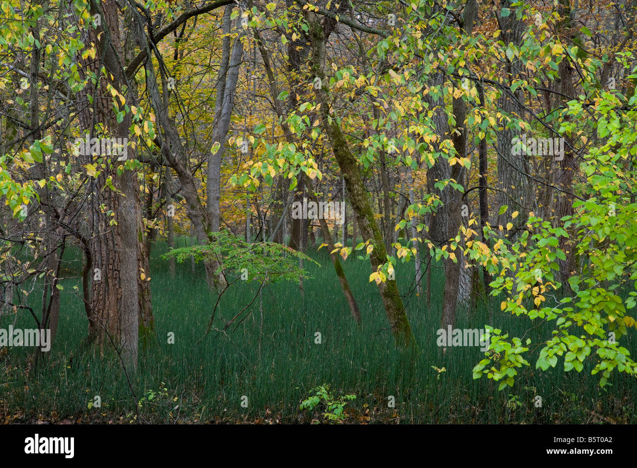 Foresta di pianura, Dolliver Memorial State Park, Iowa Foto Stock