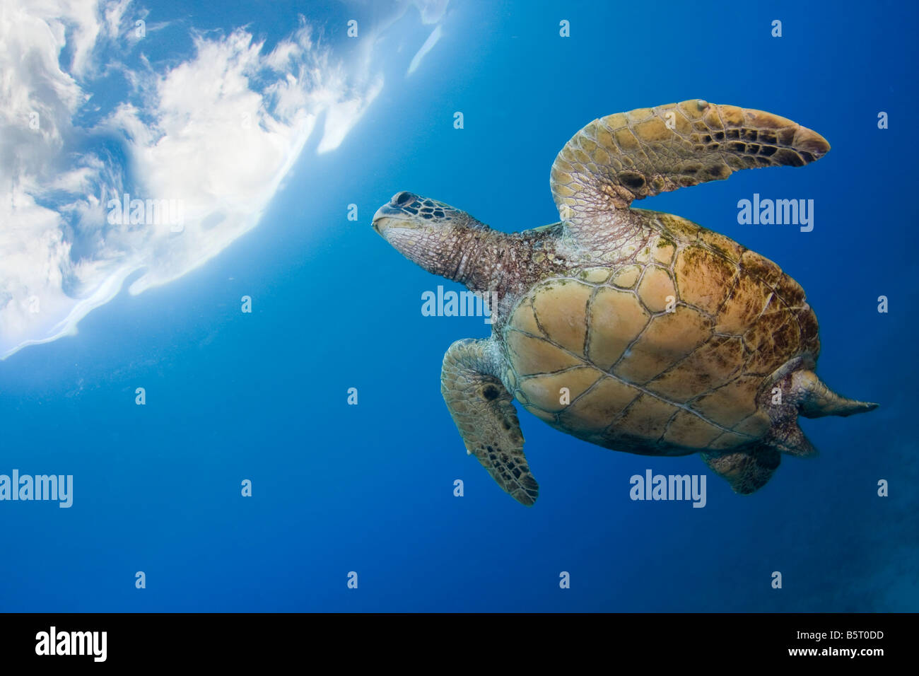 Una tartaruga verde, Chelonia Mydas, una specie in via di estinzione, capi alla superficie per un soffio, Hawaii. Foto Stock