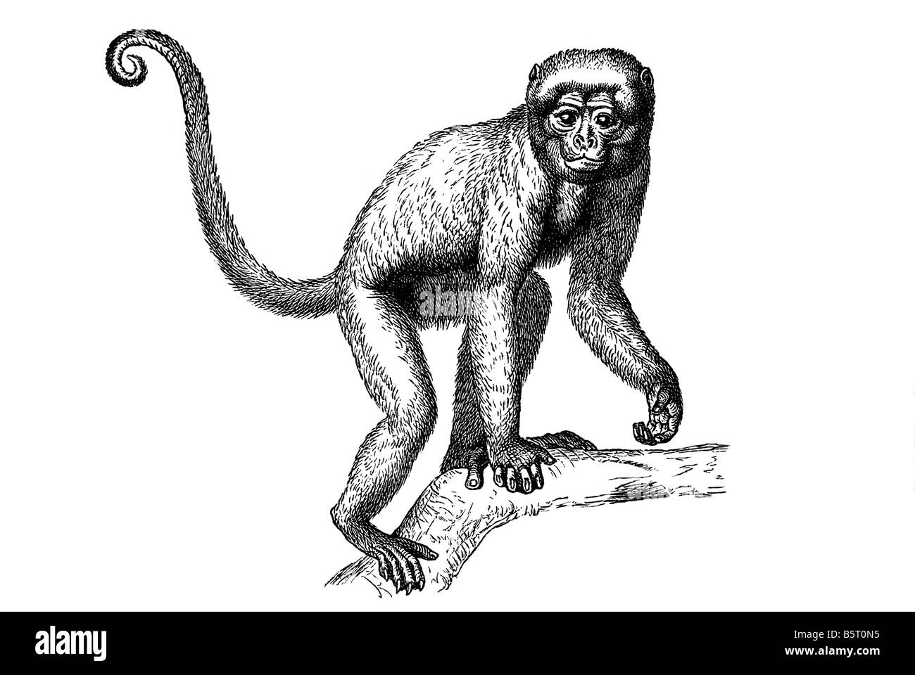 Lanosi scimmie genere Lagothrix Nuovo Mondo scimmie di solito posto nella famiglia Atelidae ape permanente Foto Stock