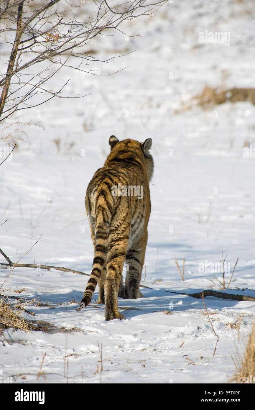 Vista posteriore di Amur o tigre siberiana Panthera tigris altaica passeggiate sulla neve Heilonngjiang NE LA CINA Foto Stock