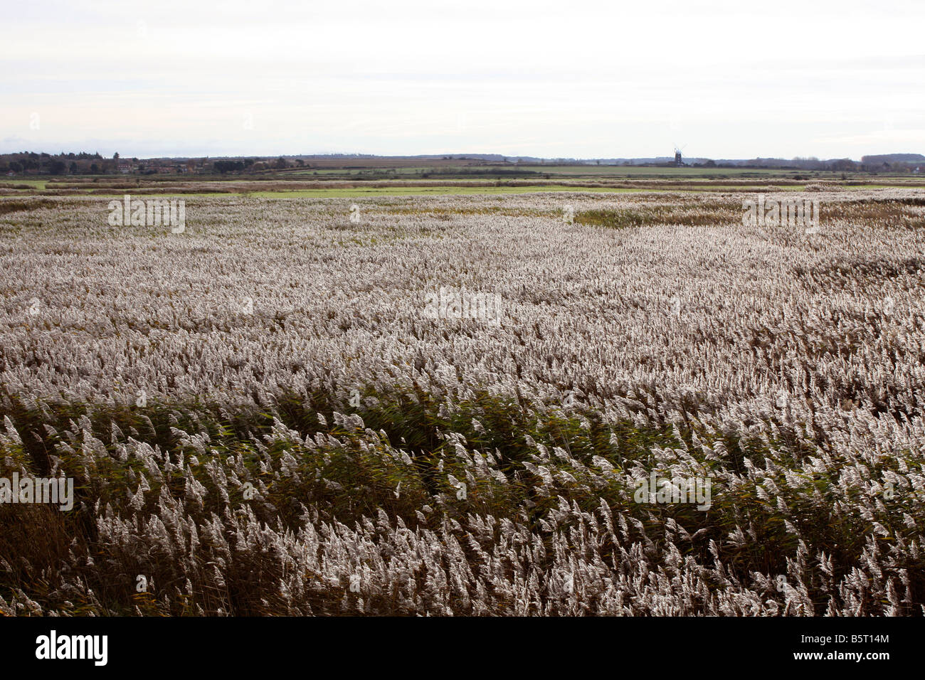 Un Scenic shot presi sulla campagna di Norfolk dal modo Pedders Foto Stock