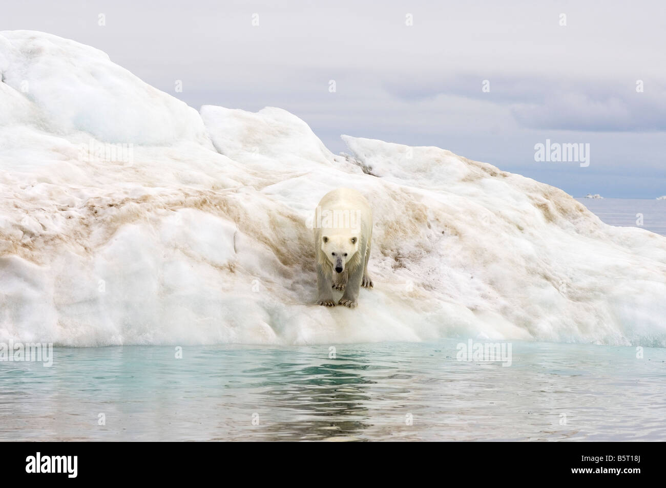 Orso polare Ursus maritimus in piedi sulla cima di un iceberg