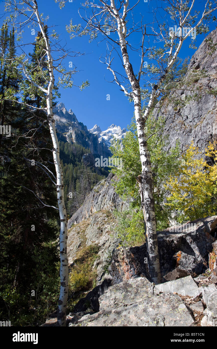 Teton Mountains incorniciato con alberi di Aspen, Cascade Canyon, il Parco Nazionale del Grand Teton,; Wyoming; USA Foto Stock