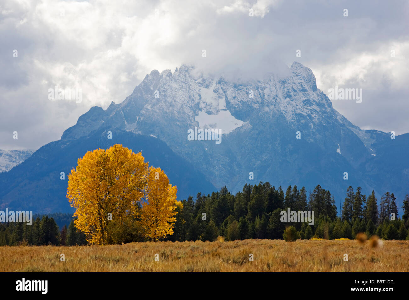 Aspen & pioppi neri americani alberi in colore di autunno, Teton Mountains al di là, il Parco Nazionale del Grand Teton, Wyoming USA Foto Stock