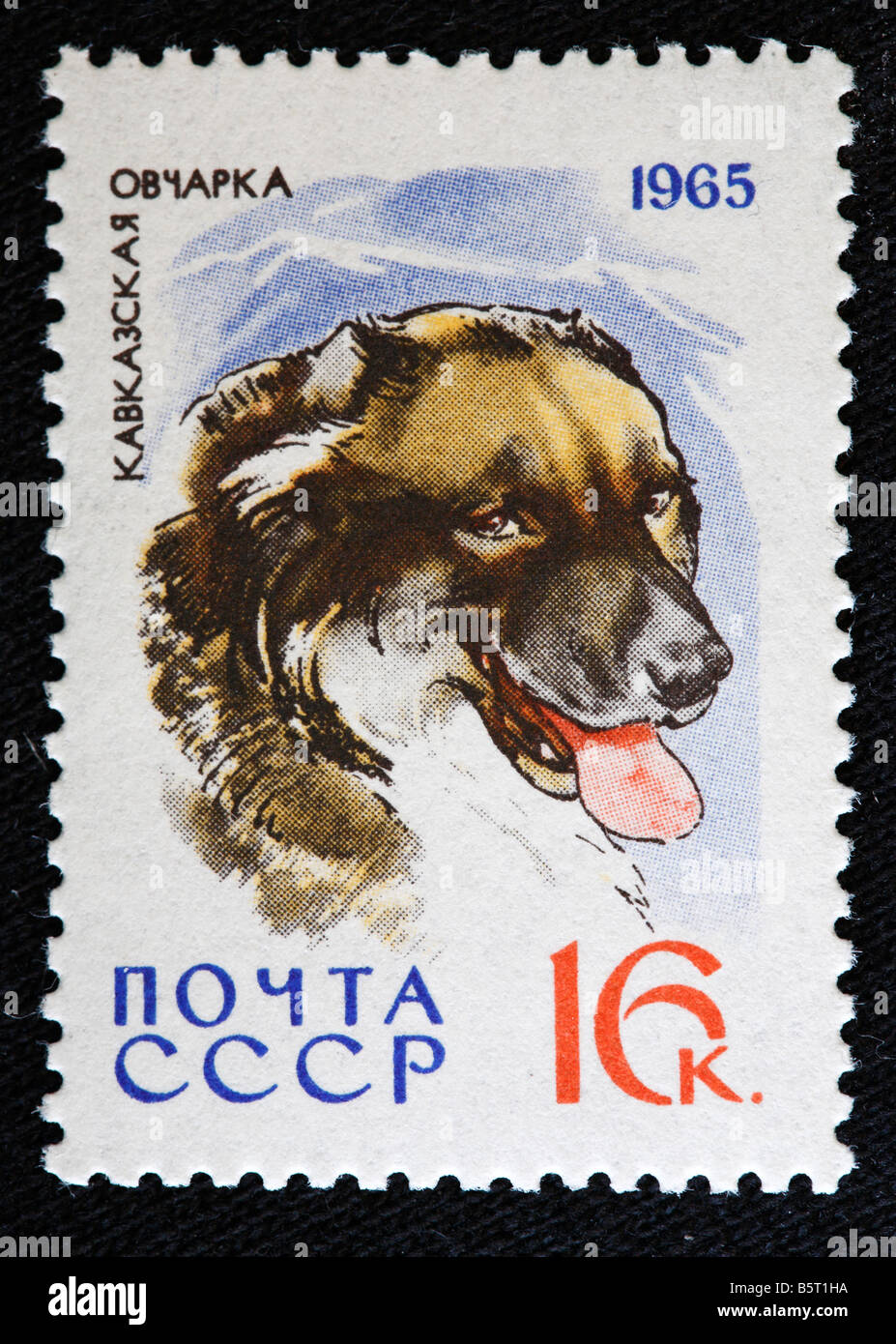Montagna caucasico cane, francobollo, URSS (Russia), 1965 Foto Stock