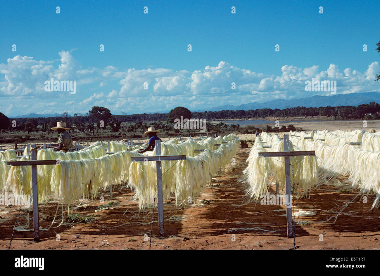 Le fibre di sisal messo fuori ad asciugare dopo la trasformazione del Madagascar Foto Stock