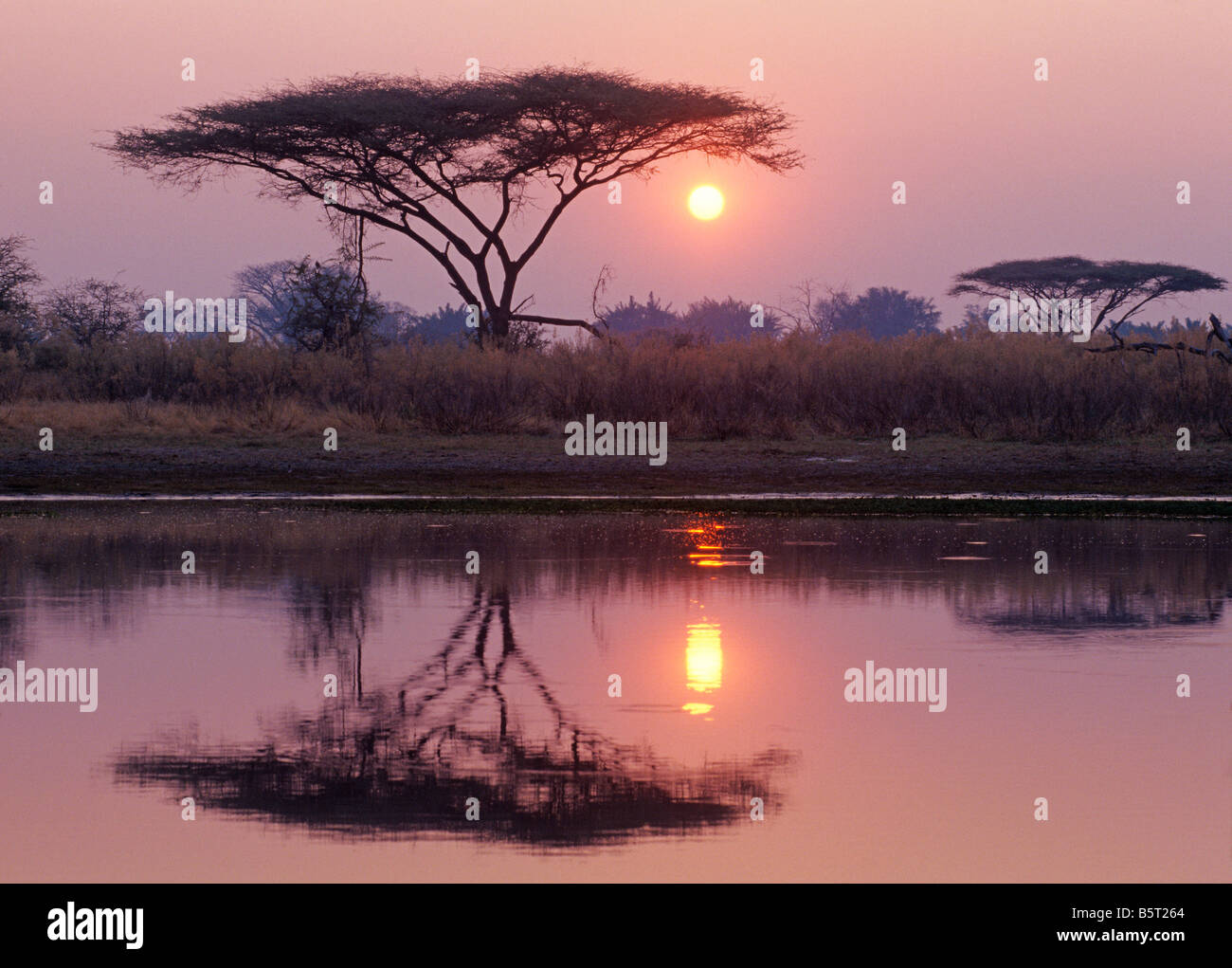 Acacia tortilis silhouette riflessa nella padella a sunrise Duba Plains Botswana Foto Stock