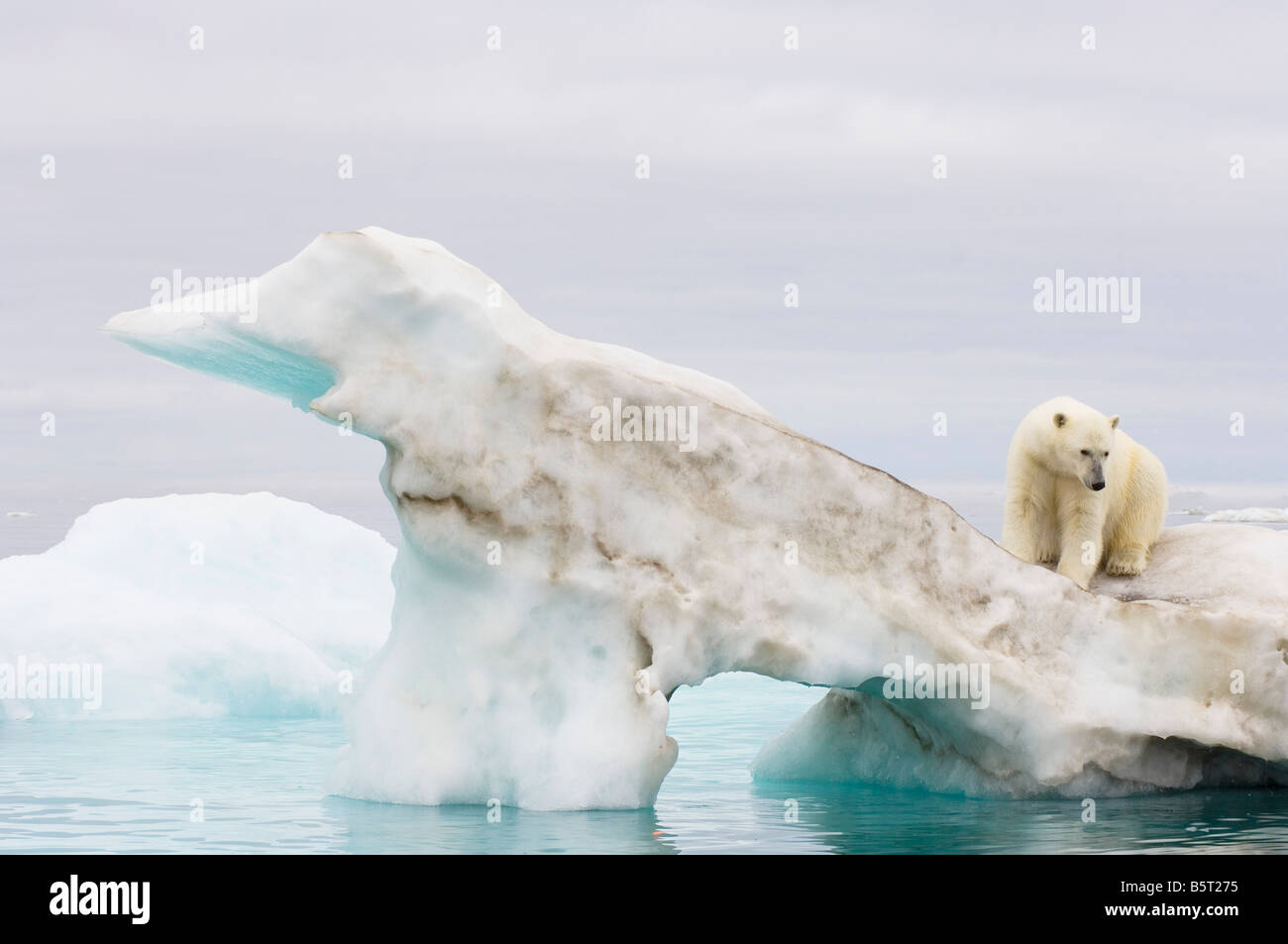 Orso polare Ursus maritimus in piedi sulla cima di un iceberg galleggianti in Beaufort mare Oceano Artico al largo della costa di Alaska Foto Stock