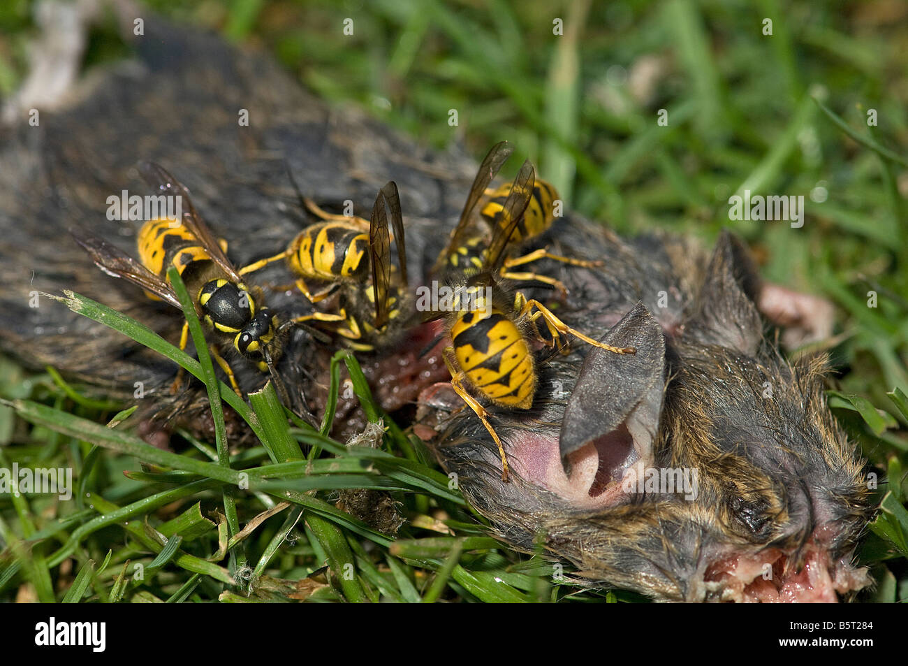 Vespe comune Vespula vulgaris raccolta di carne dal topo morto di covata di alimentazione Foto Stock