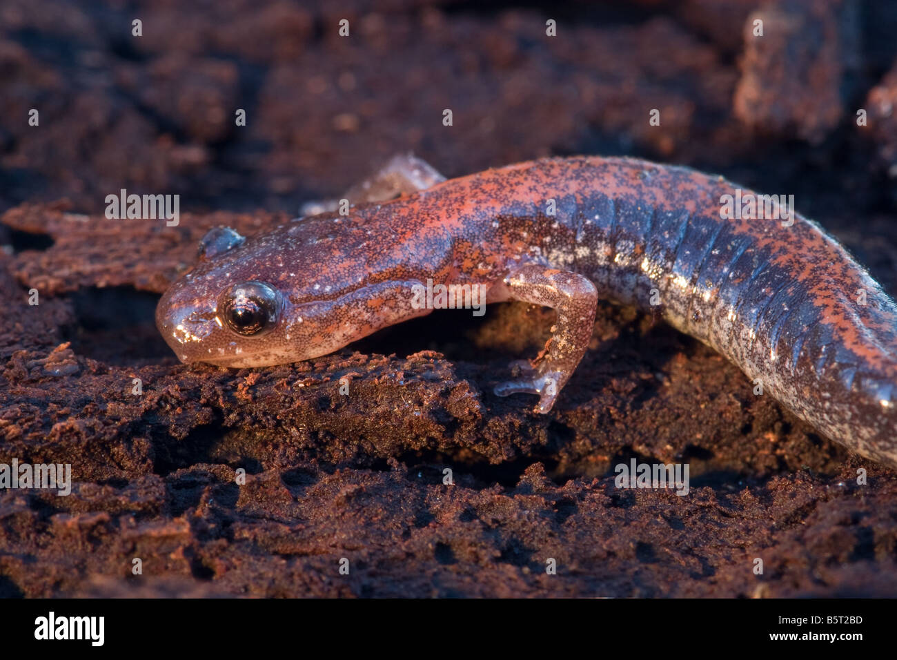 Plethodon cinereus, rosso orientale-backed Salamander Foto Stock