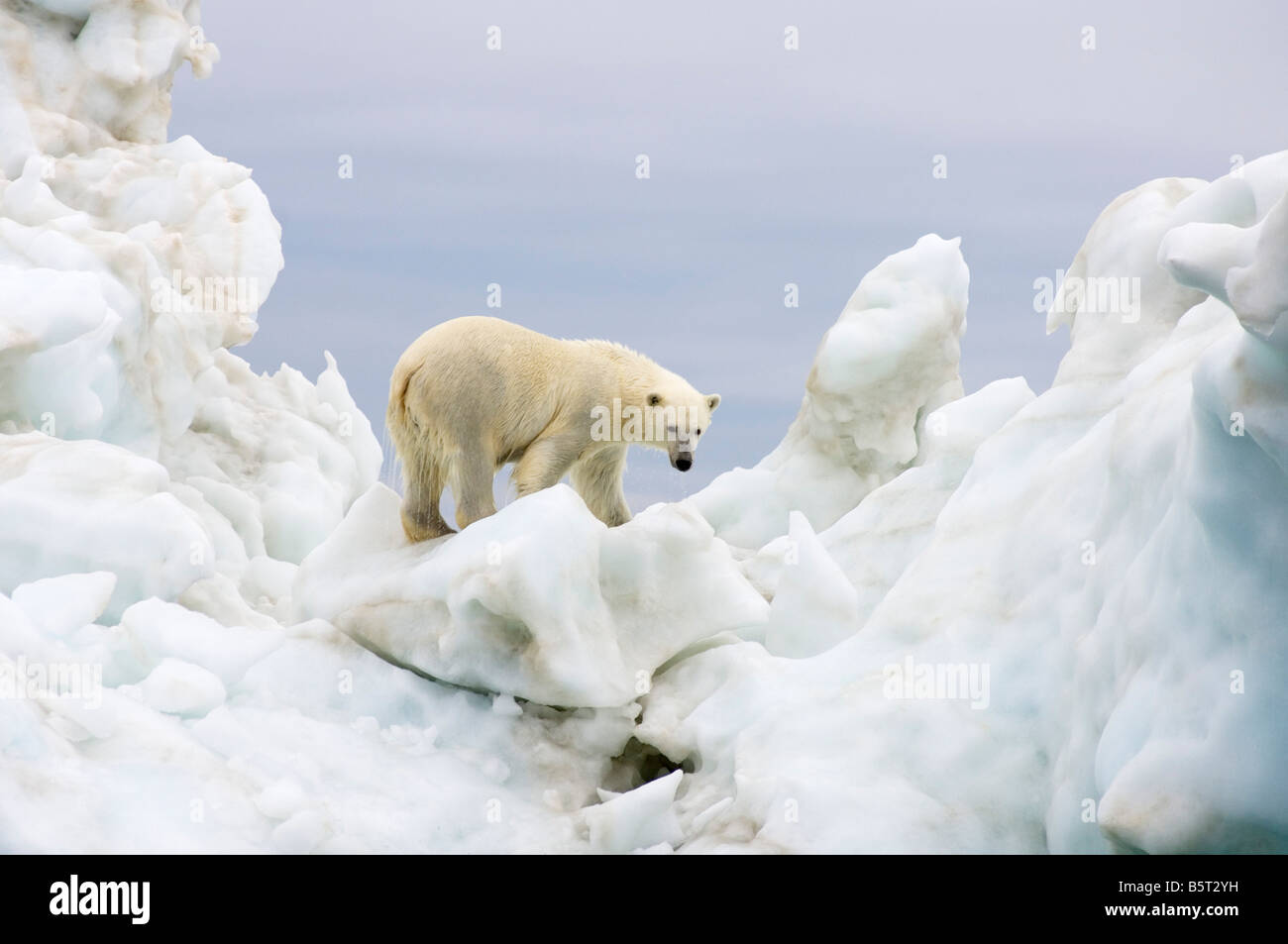 Orso polare Ursus maritimus in piedi sulla cima di un iceberg galleggianti in Beaufort mare Oceano Artico al largo della costa di Alaska Foto Stock