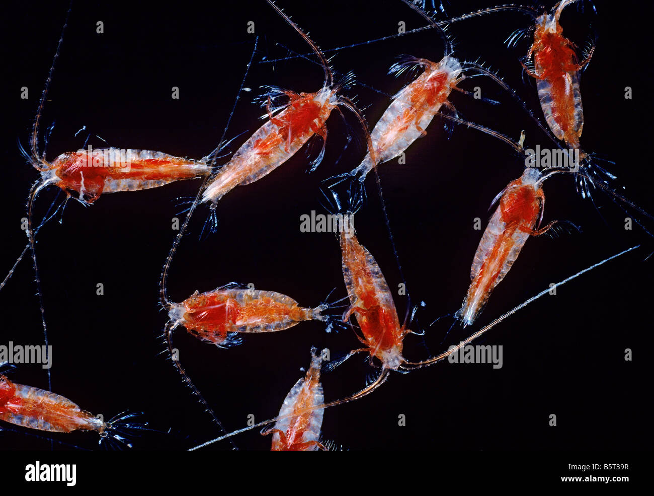 Megacalanus princeps un copepod dalla profondità di 1000m nel nord Atlantico orientale Foto Stock