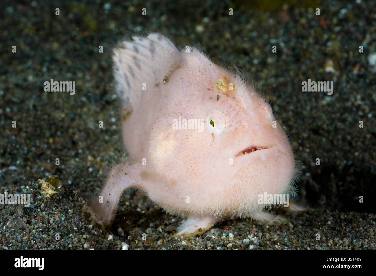 Un capretti striati rana pescatrice peloso, Antennarius striatus, Komodo, Indonesia. Foto Stock