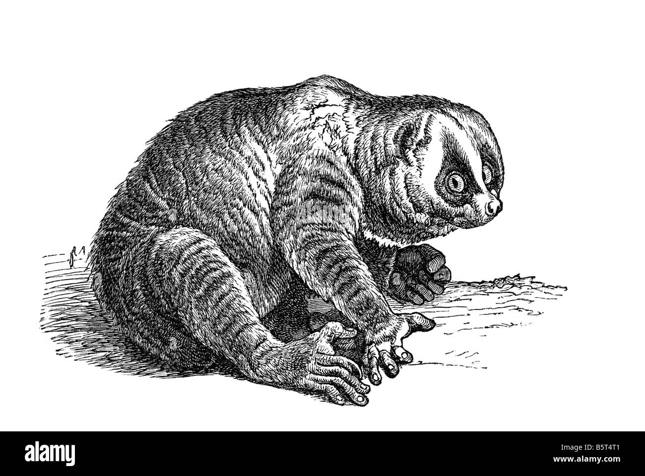 Prosimian asiatici, lenta lorises specie di Loris genere Nycticebus slow moving strepsirrhine primati animali divertenti Foto Stock