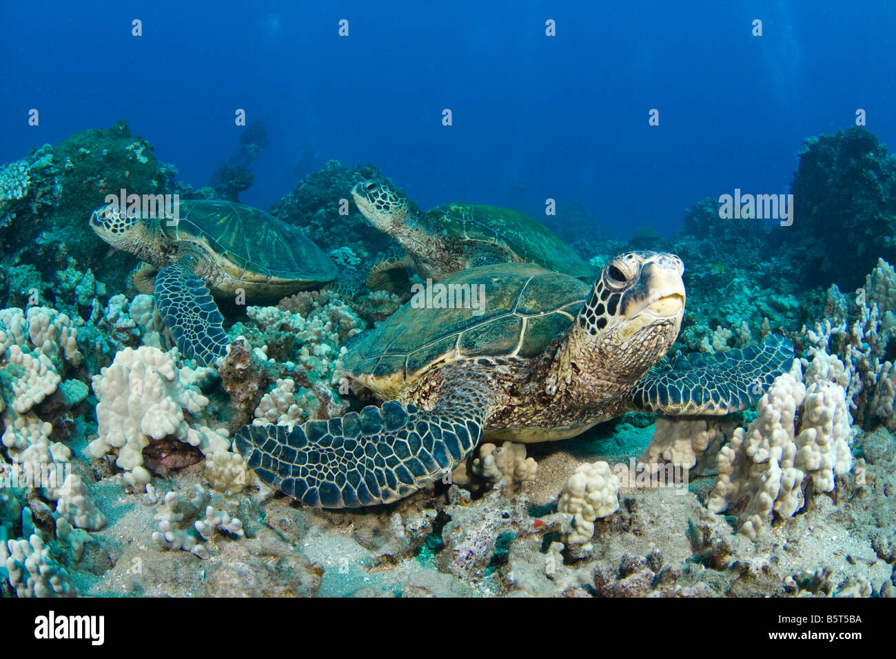 Tartarughe marine verdi, Chelonia Mydas, una specie in via di estinzione, in appoggio su una scogliera, Hawaii. Foto Stock