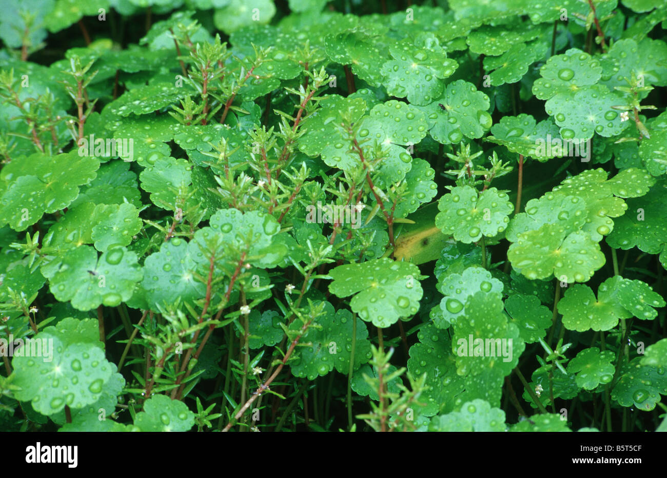 Foating centella Centella asiatica ranunculoides lascia un invasiva acquatica galleggiante Foto Stock