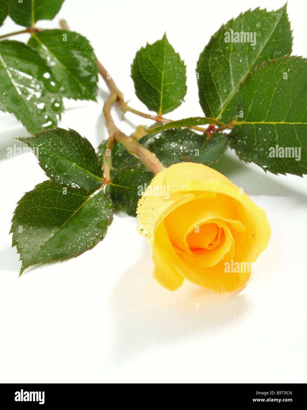 Rosa gialla su un foglio bianco di carta Foto Stock
