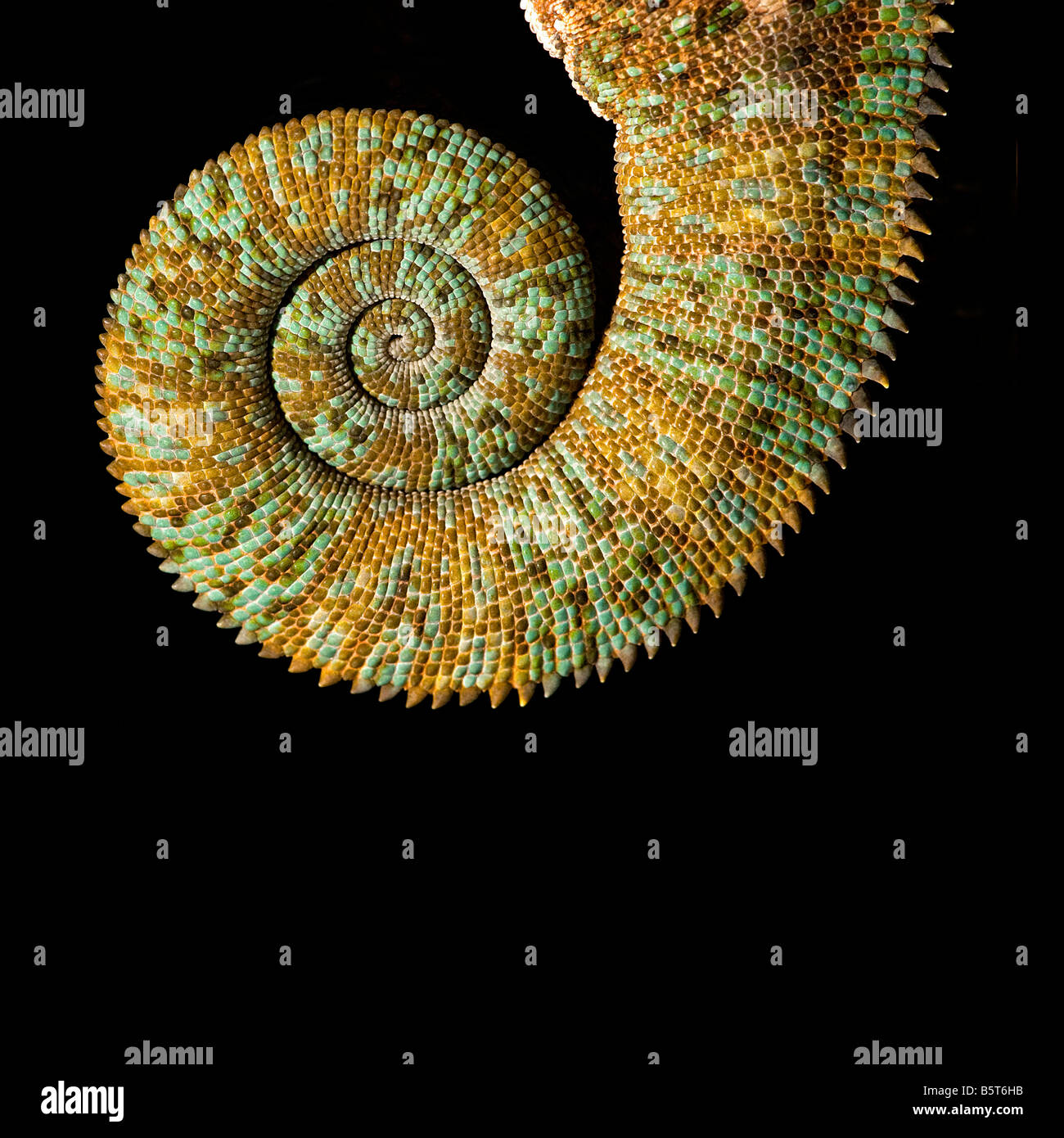 Maschio o velato Yemen camaleonte Chamaeleo catytratus coda a spirale Foto Stock
