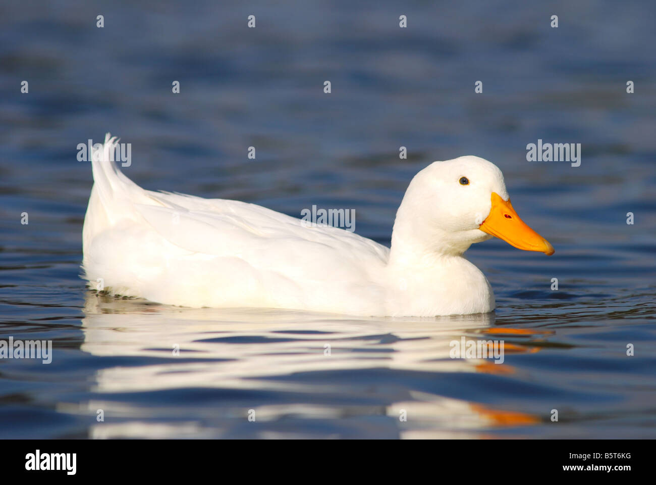 Un bel bianco anatra in nuoto increspato azzurro acqua Foto Stock