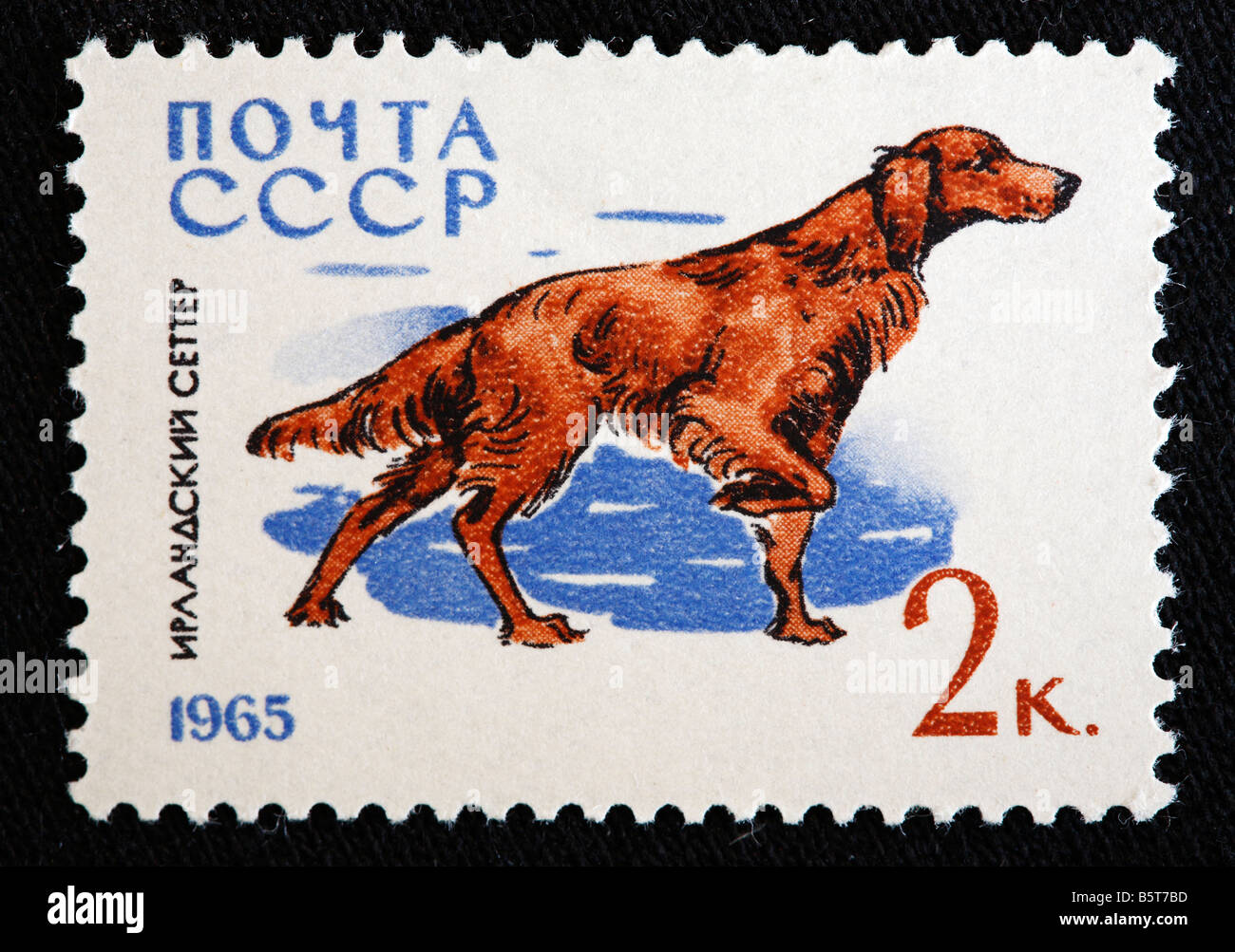 Setter Irlandese, Rosso Setter, francobollo, URSS (Russia), 1965 Foto Stock