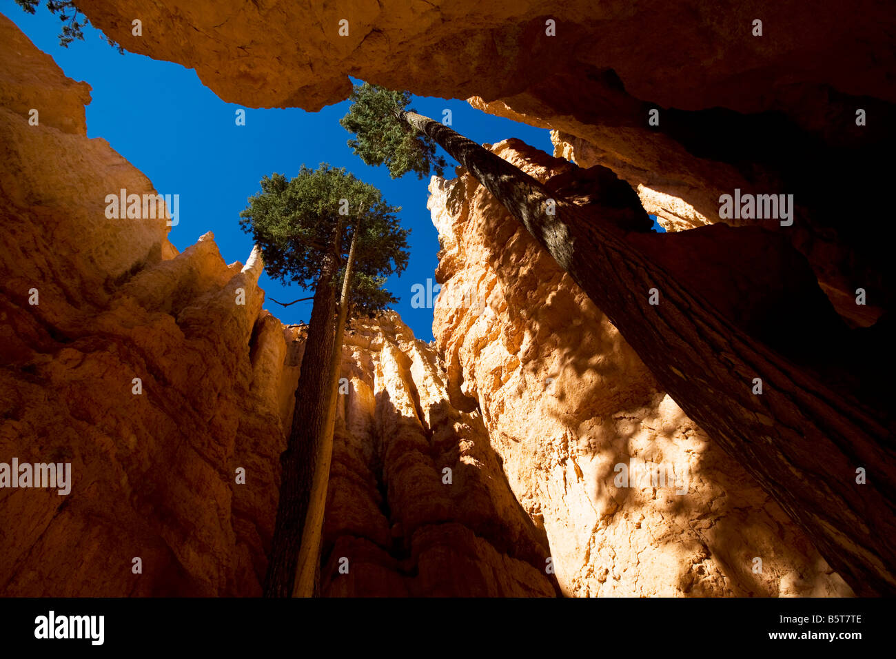 Navajo Queens Trail di Bryce Canyon National Park nello Utah Foto Stock