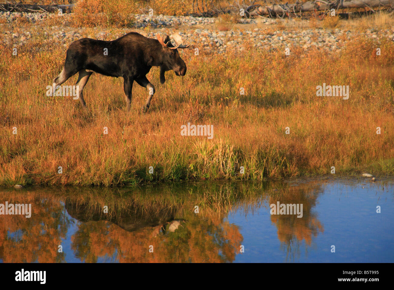 Bull alci e Teton gamma riflesso nel fiume in autunno. Teton National Park, Wyoming Foto Stock