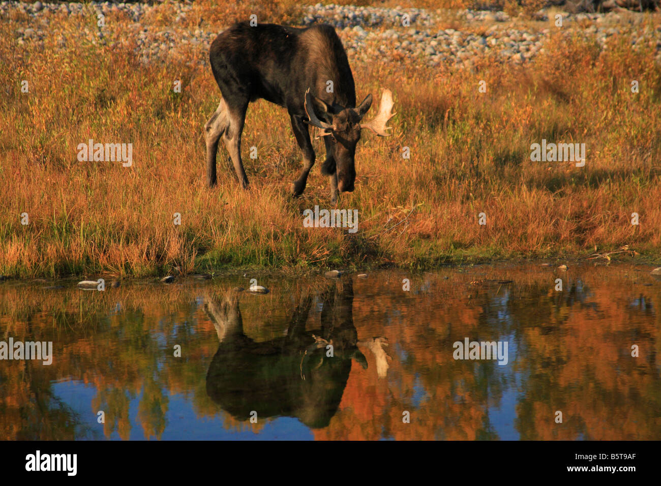 Bull alci e Teton gamma riflesso nel fiume in autunno. Teton National Park, Wyoming Foto Stock