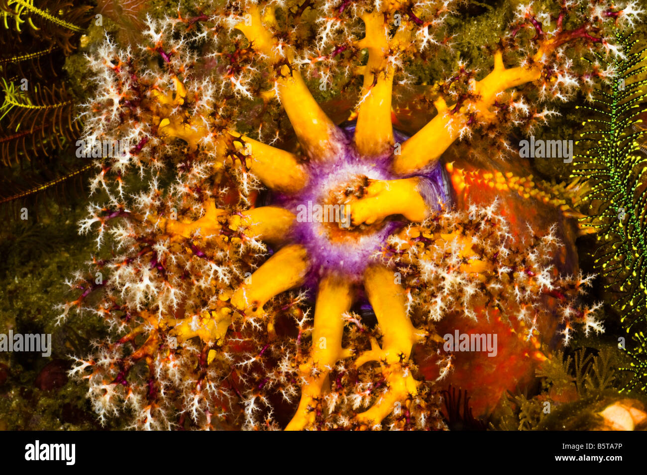 Il Mare Mare Apple cetriolo, Pseudocholochirus tendente al violaceo, feed sul passaggio di plancton con feathery apparato boccale, Komodo, Indonesia. Foto Stock