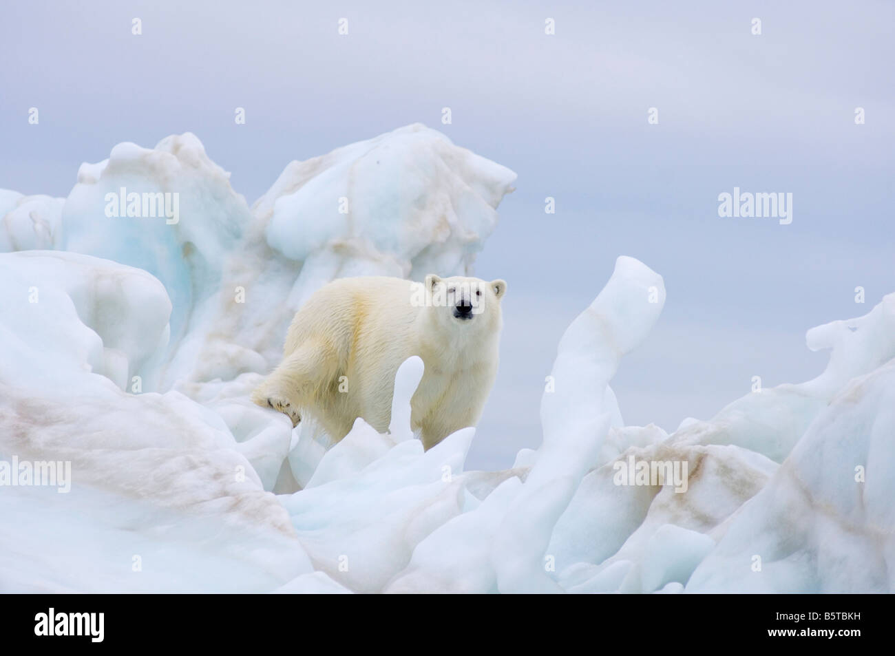 Orso polare Ursus maritimus in piedi su un iceberg galleggianti in Beaufort mare Oceano Artico al largo della costa di Alaska Foto Stock