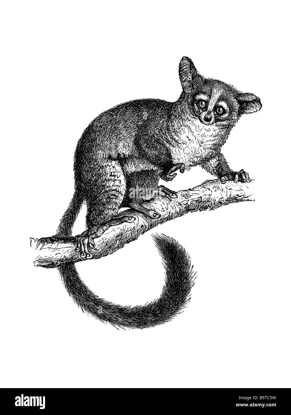 Galagos bushbabies bush neonati nagapies notte poco scimmie famiglia Galagidae Galagonidae divertente, Prosimian africana Foto Stock