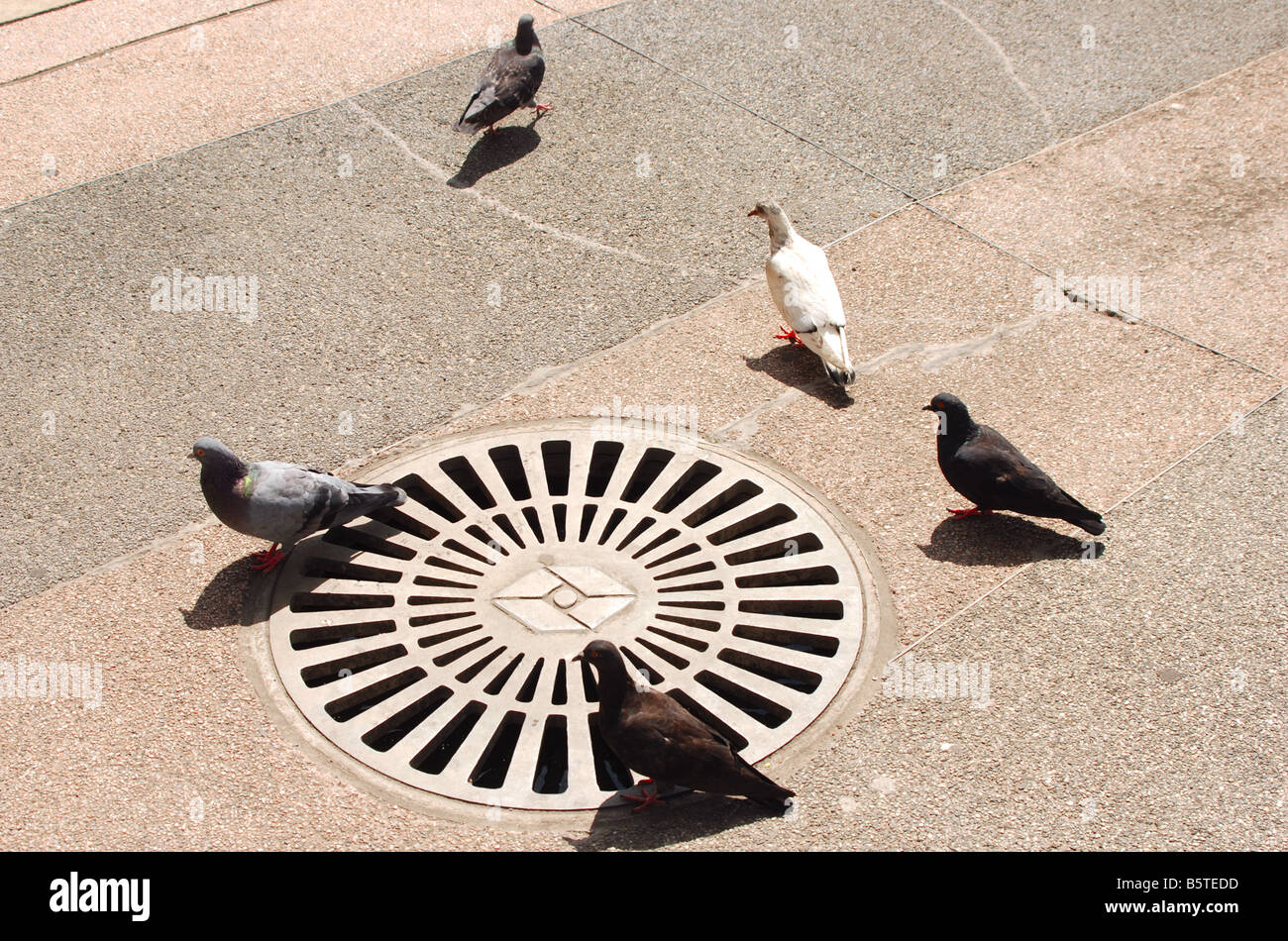 Cinque piccioni in prossimità di un chiusino su un marciapiede in città Foto Stock