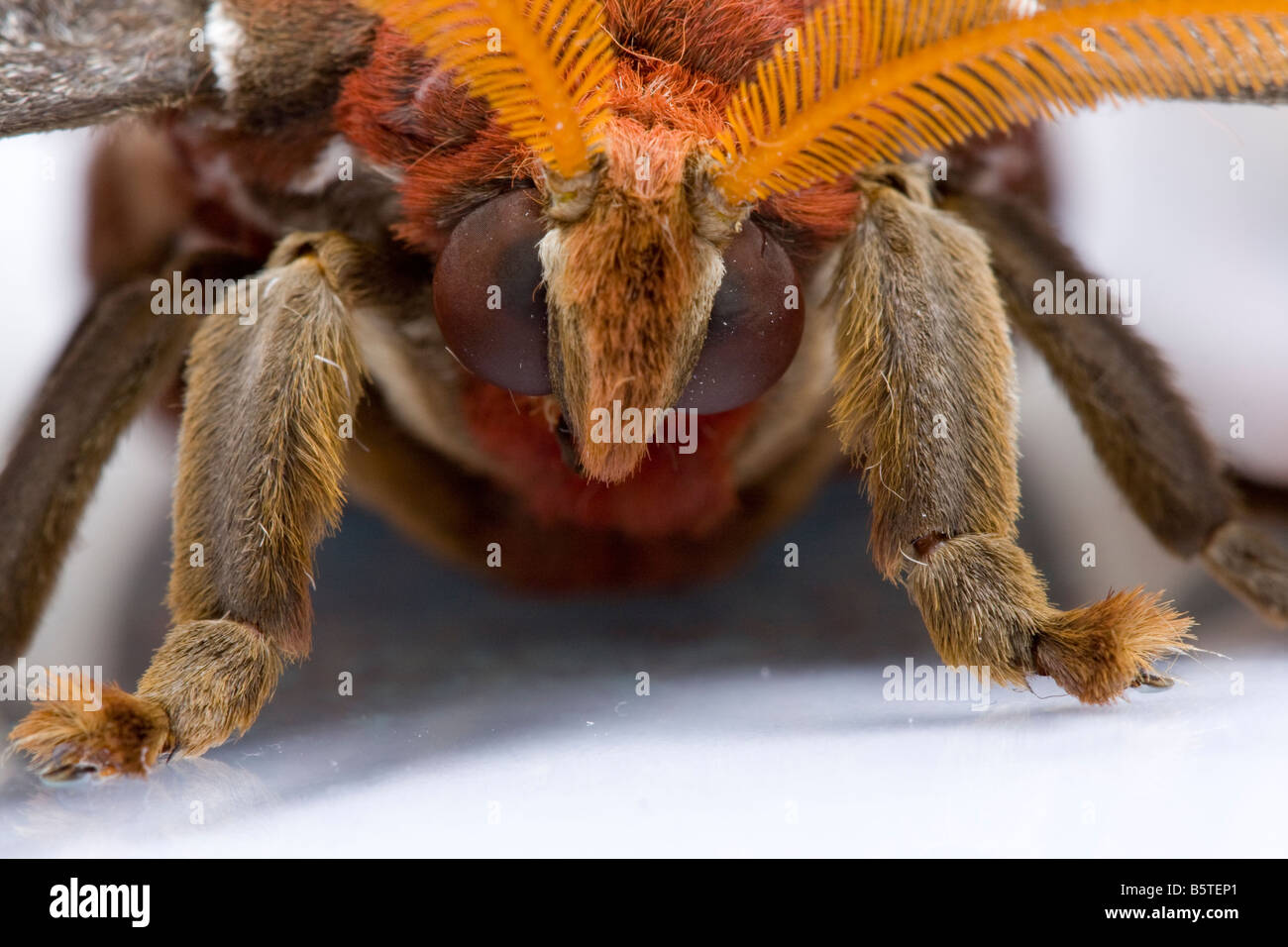 Close up femmina falena Atlas Attacus atlas testa e antenne. Campione controllato. Foto Stock