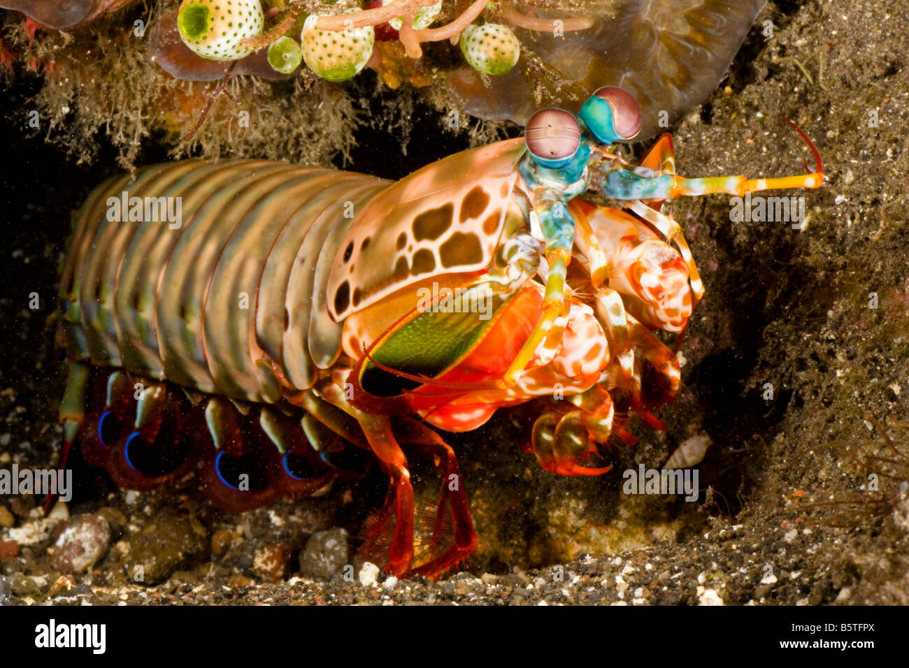 Una canocchia pavone, Odontodactylus scyllarus, Komomdo, Indonesia. Foto Stock