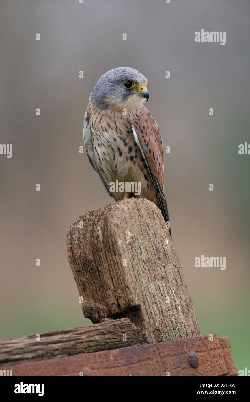 Maschio di Gheppio Falco tinnunculus caccia dal gate di agricoltori post. Foto Stock