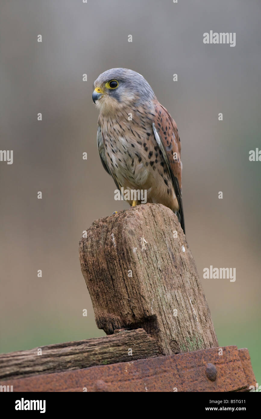Maschio di Gheppio Falco tinnunculus caccia dal gate di agricoltori post. Foto Stock